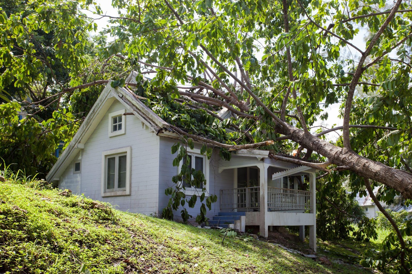 When a Tree Falls on your Roof